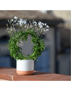 Un jasmin