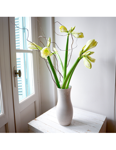 Amaryllis