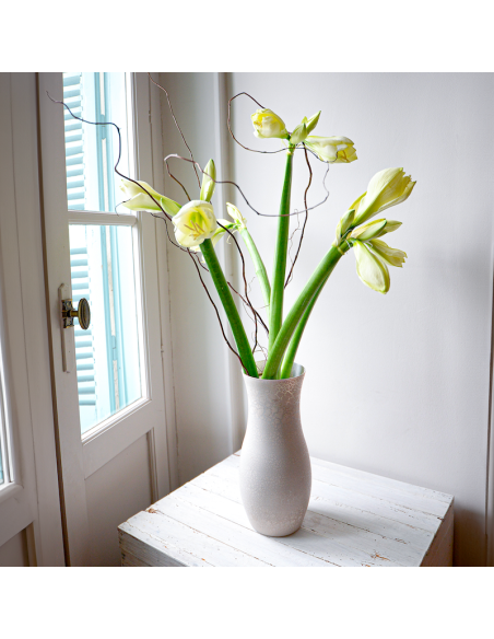 Amaryllis