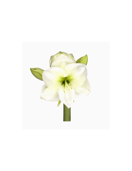 Amaryllis